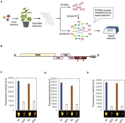 Frontiers | Efficient, Rapid, And Sensitive Detection Of Plant RNA ...